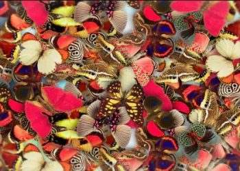 Elegant Butterflies Videohive