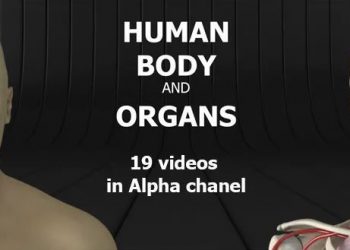 Videohive Human Body and Organs