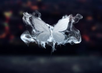Merging Butterflies Logo Reveal