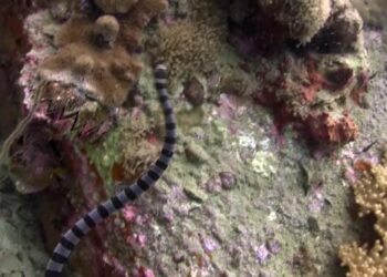 VideoHive Sea snake at Twins 41931725