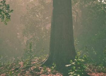 VideoHive Forest of Trees Illuminated By Sunbeams Through Fog 43425980