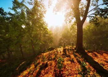 VideoHive Sun Rays Flowing Through the Tree Trunks of the Evergreen Forest 43425945