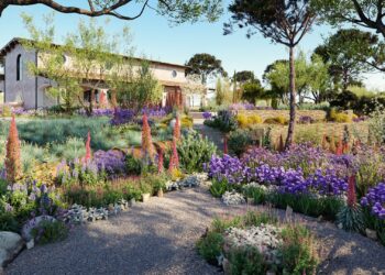 Globe Plants – Bundle 16 – Mediterranean Plants