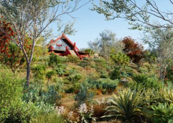 Globe Plants – Bundle 21 – New Zealand Plants