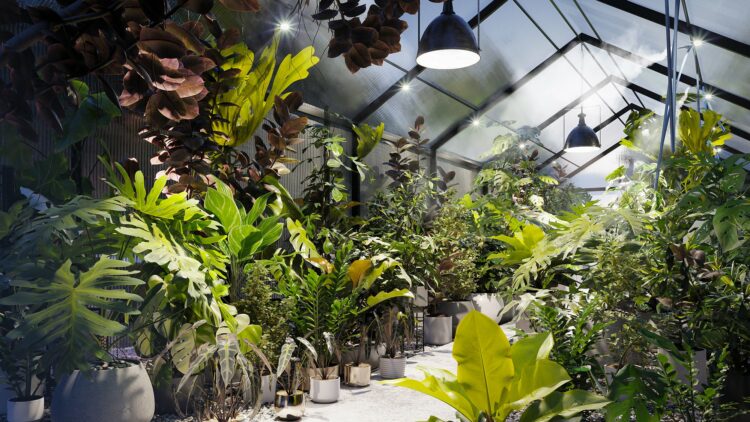 Globe Plants – Bundle 30 – Interior Pot Plants