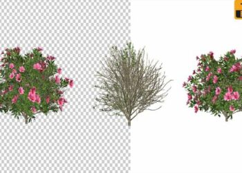 VideoHive Azalea Flower Growing Animation with Wind 24146322