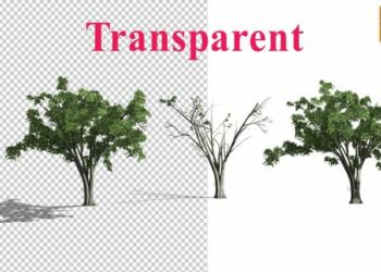VideoHive Realistic Tree Animation 24007456