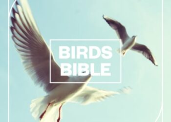 BlastwaveFX - Birds Bible
