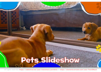 VideoHive Welcome Pets World 46298871