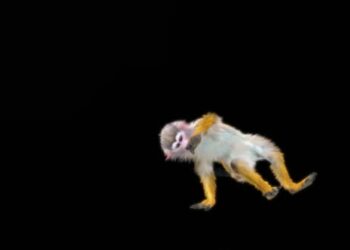 VideoHive 66 Breakdance Ending Monkey Dance HD 47633141