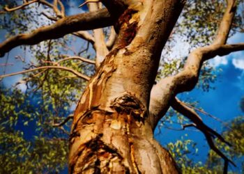 VideoHive Eucaliptus in Australia Red Center 47581669