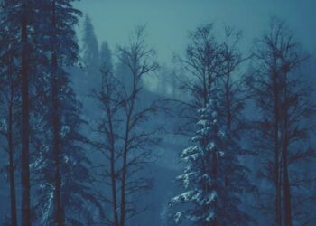 VideoHive Fir Forest on a Foggy Day 47581711