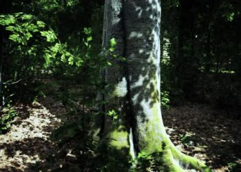 VideoHive Forest Scene with Mossy Ground in Sunny Evening in Summer 47592687