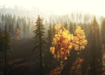 VideoHive Luminous Coniferous Forest in the Mountains During Fall Sunset 47592638