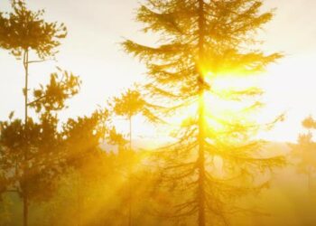 VideoHive Magnificent Sunlight Streaming Through Pine Boughs 47592564