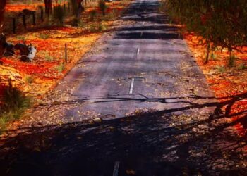 VideoHive Open Road in Australia with Bush Trees 47581824