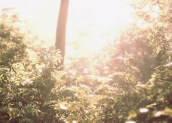 VideoHive Sunbeams Pour Through Trees in Misty Forest 47581493