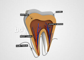 VideoHive Tooth Anatomy Reveal 25240292