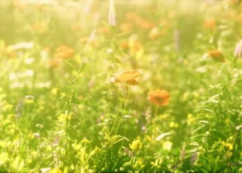 VideoHive View of Beautiful Cosmos Flower Field in Sunset Time 47581652