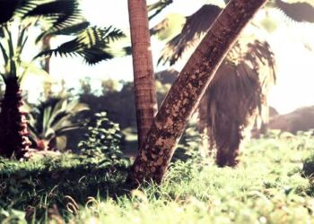 VideoHive Palm Oil Plantation and Morning Sunlight 47592662