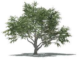 3DQUAKERS Forester 1.5.5 For Cinema 4D R18 – 2024