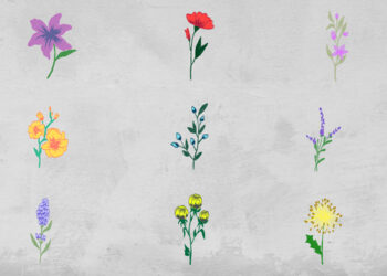 VideoHive Flowers Elements 51586187