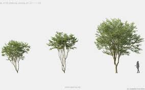 Maxtree - Plant Models 125