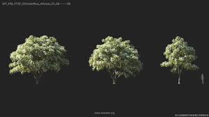 Maxtree - Plant Models Vol. 135