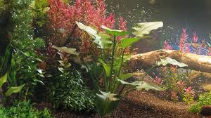 Globe Plants - Bundle 48 - Aquatic Plants