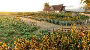 Globe Plants - Bundle 54 - Agricultural Plants